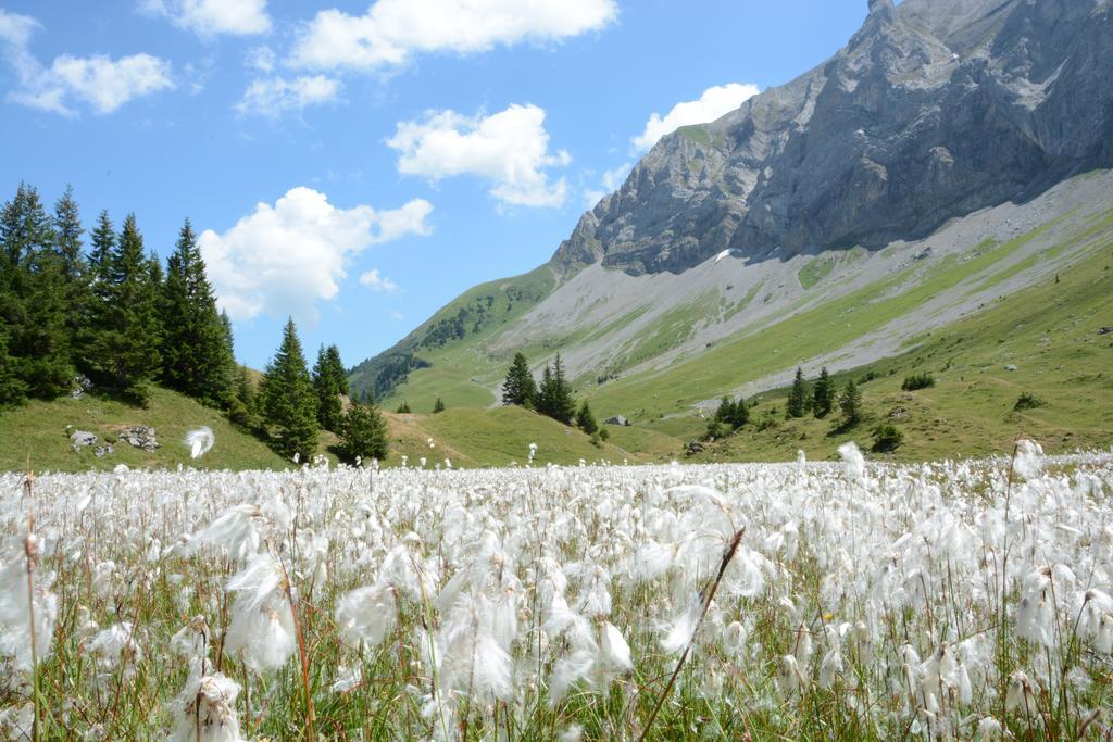 Hotel Hari Im Schlegeli Adelboden Dış mekan fotoğraf